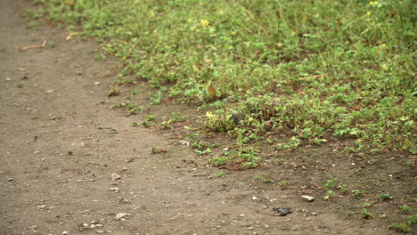 A-bird-scavenging-for-nesting-material-along-a-dirt-path-in-Lomas-de-Manzano,-Pachacamac,-Lima,-Peru