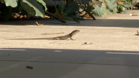 A-lizard-is-basking-in-the-sun-on-a-stone-tile-by-a-green-bush