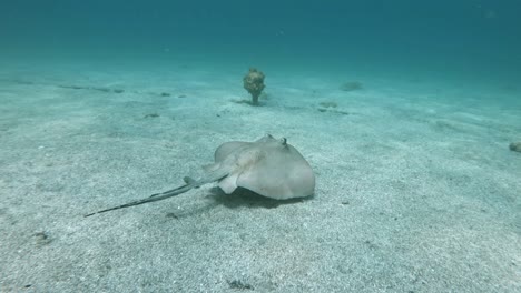 Stingray-Swimming-In-Tropical-Waters---underwater-shot
