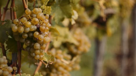 Juicy-white-wine-grapes-hanging-in-vineyard,-ready-for-the-harvest