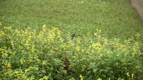 A-lone-bird-resting-in-a-field-of-daisies-in-Lomas-de-Manzano,-Pachacamac,-Lima,-Peru