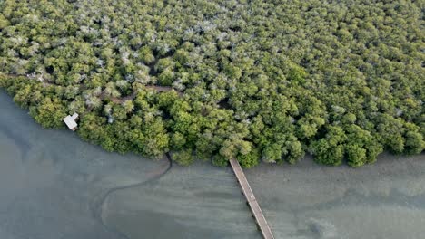 The-top-view-of-the-Kalba-Mangrove,-also-known-as-Khor-Kalba,-is-located-in-the-northern-emirates-of-Sharjah,-United-Arab-Emirates