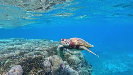 Nahaufnahme-Einer-Grünen-Meeresschildkröte,-Die-Unter-Dem-Kristallklaren-Blauen-Meer-Schwimmt
