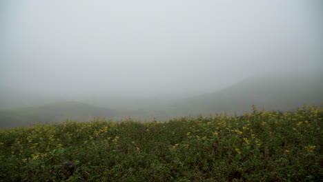 Focus-pulling-of-a-foggy-day,-showing-a-field-of-yellow-flowers-in-Lomas-de-Manzano,-Pachacamac,-Lima,-Peru