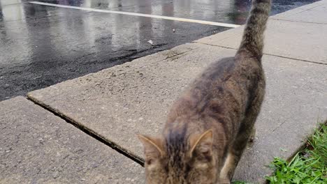 Tabby-cat-comes-home-after-being-stuck-outside-in-the-rain