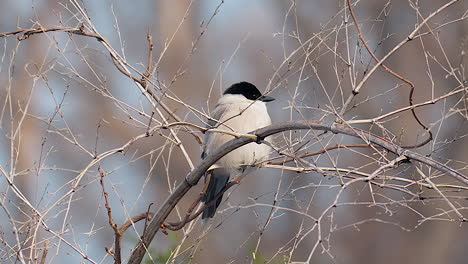 One-Azure-winged-Magpie-Perched-On-Tree-Branch-With-Leafless-Twigs-During-Winter-In-South-Korea