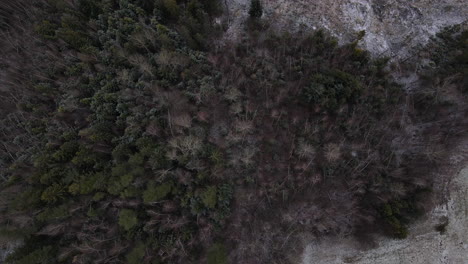 Flying-over-the-trees-and-overlooking-the-forest-during-a-light-beginning-snowfall