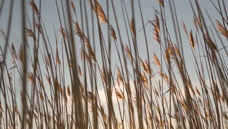 Reed-plants-blowing-in-the-wind-at-sunset-near-a-body-of-water