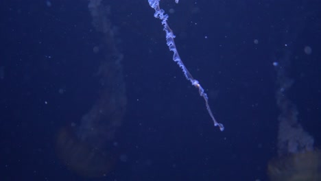 Close-up-detail-shot-of-the-tentacles-of-a-jellyfish