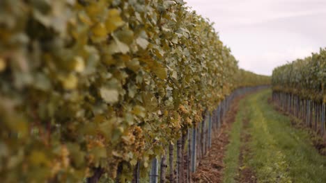 Very-neat-vineyard-rows-with-ripe-bunches-of-grapes-ready-for-harvest,-Austria