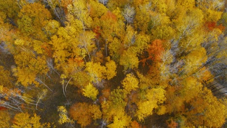 Herbstfarben-Auf-Der-Unteren-Halbinsel-Von-Michigan.-Nach-Oben-Kippen