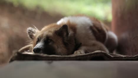 Cerca-De-Perro-Acostado-Descansando-Casi-Dormido