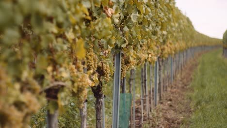 Beautiful-bokeh-shot-of-ripe-bunches-of-white-wine-grapes-in-vineyard-row
