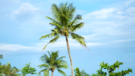 Una-Palma-De-Coco-Alta-Levantada-Sobre-Frondosos-árboles-Tropicales-En-El-Fondo-Del-Cielo-Con-Nubes-De-Color-Blanco-Y-Púrpura-Altostratos-En-Filipinas