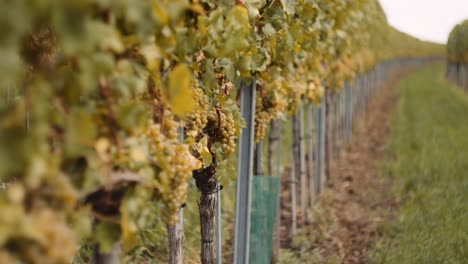 Cinematic-shallow-focus-shot-in-vineyard-row-reveals-ripe-grapes,-ready-for-harvest