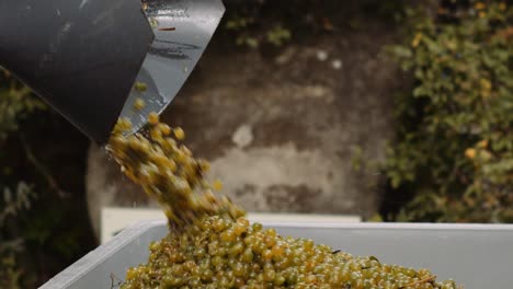 Slowmo-shot-of-harvested-grapes-from-mechanical-picker-transferred-to-grape-bin