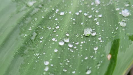 Raindrops-on-a-large-leaf-outside