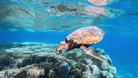 Zeitlupe-Der-Grünen-Meeresschildkröte,-Die-Unter-Dem-Tropischen-Blauen-Meer-Schwimmt