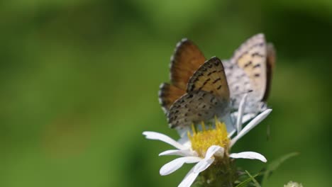 Schöne-Makro-Nahaufnahme-Von-Zwei-Kleinen-Schmetterlingen,-Die-An-Einem-Warmen,-Sonnigen-Sommertag-Auf-Einer-Weißen-Blume-Stehen-Und-Kämpfen,-Um-Sich-Im-Grand-Teton-Nationalpark-In-Der-Nähe-Von-Jackson-Hole,-Wyoming,-USA,-Zu-Ernähren