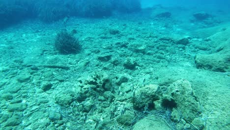 Peces-Marinos-Nadando-En-El-Arrecife-De-Coral-Del-Mar-Jónico-En-Cefalonia,-Grecia