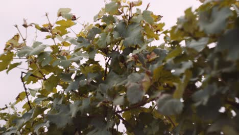 Lush-dark-green-foliage-of-grapevine-in-vineyard