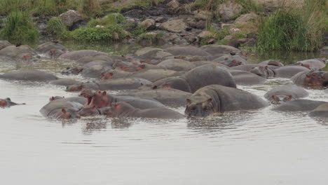 Part-of-a-large-pod-of-Hippos-that-live-within-the-Ngorongoro-Crater-in-Tanzania