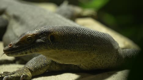 Close-up-of-a-Mertens'-water-monitor