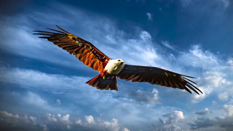 Eagle-flying-up-in-sky,-bird,-animal,-hunter,-sky-replacement-illustration,-predator-hunting,-cinemagraph-still-image-effect-with-timelapse-clouds-in-sky