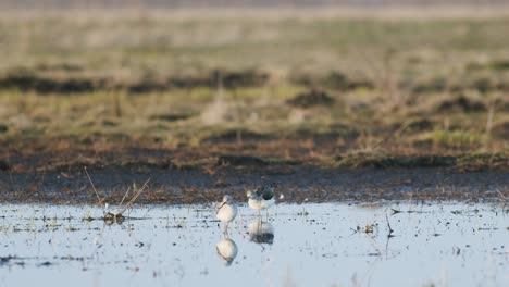 Commong-greenshank-feeding-in-wetland-during-spring-migration