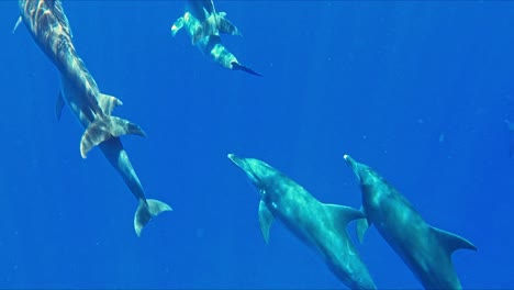 Eine-Gruppe-Delfine,-Die-Unter-Wasser-Schwimmen---Aufnahme-In-Zeitlupe