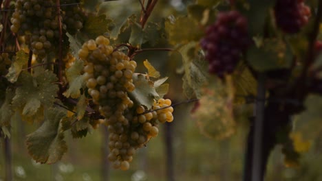Bunches-of-ripe-grapes-hanging-in-vineyard-on-wine-farm,-ready-to-be-harvested