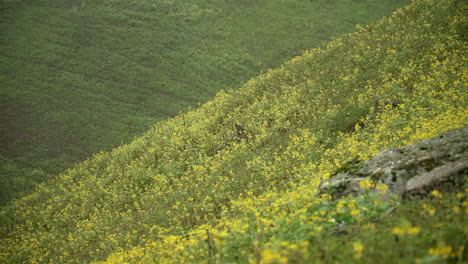 A-lone-bird-resting-in-a-field-of-yellow-daisies-on-a-side-of-a-hill-in-Lomas-de-Manzano,-Pachacamac,-Lima,-Peru