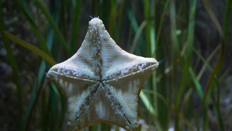 Close-up-of-a-Common-cushion-star