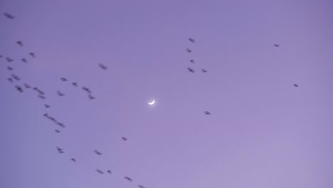Flock-of-storks-migrating-to-the-Tonle-Sap-Lake-against-a-pinkish-blue-evening-sunset-with-moon-crescent