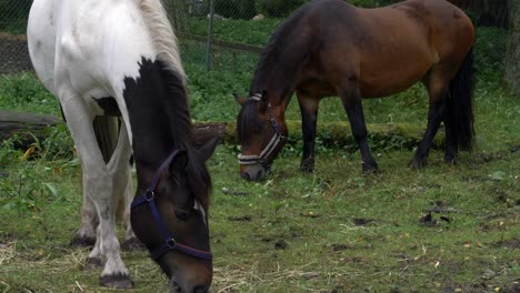 Two-domesticated-horses-grazing,-one-black-and-white,-the-other-brown