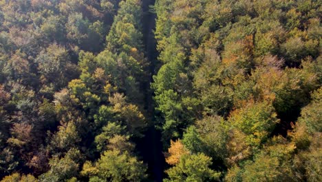 Dolly-Rückwärts-über-Einen-Wald-Mit-Herbstfarben-Und-Weg