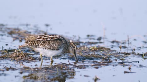 Common-snipe-feeding-eating-worms-closeup-during-spring-migration-flooded-meadow-wetlands