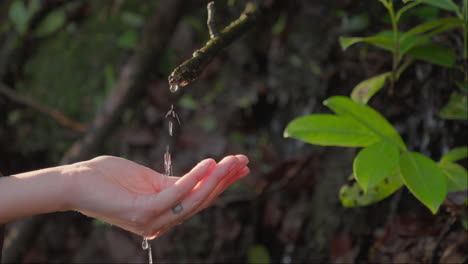 Forest-spring-water-dripping-in-hand