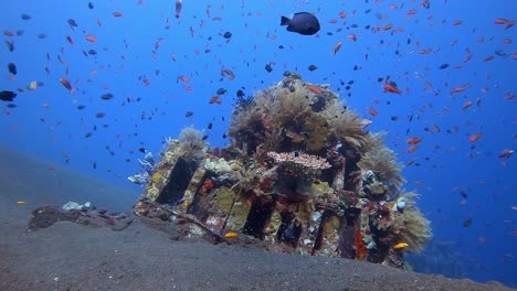 Tropical-fish-swimming-and-darting-in-and-out-above-coral-growing-on-an-artificial-reef