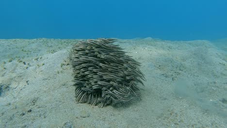 a-small-tight-group-of-eels-swimming-and-feeding-over-a-sandy-bottom