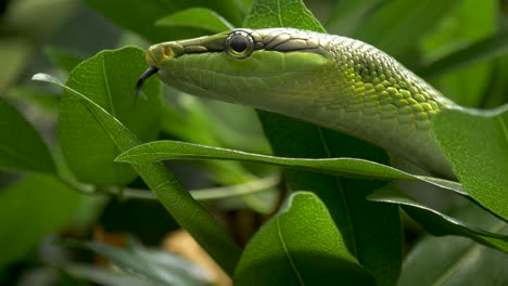 close-up-of-a-Red-tailed-racer
