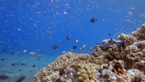 Hundreds-of-small-fish-feeding-in-clear-blue-water-above-a-coral-reef