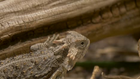 Close-up-of-a-giant-horned-lizard