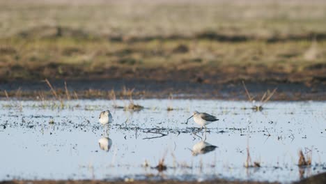 Common-greenshank-feeding-during-spring-migration-flooded-meadow-wetlands