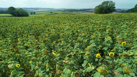 Schöne-Sonnige-Landschaft-Sonnenblumenwiese-Feld-Luftbild-über-Landwirtschaftliches-Feld