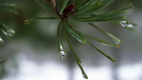 Wasser-Tropft-Vom-Pflanzenblatt-Im-Schnee