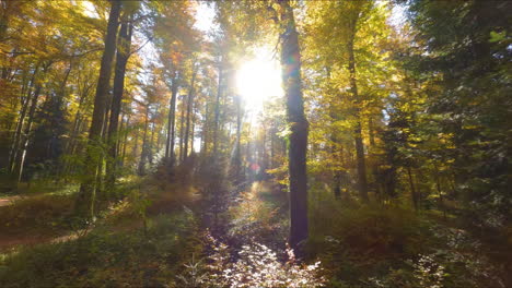 Bright-Yellow-And-Orange-Foliage-In-Jorat-Woods-near-Lausanne,-Vaud-Switzerland---drone-shot