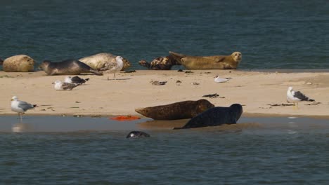 Seals-And-Birds-Relaxing-On-Sandbank-At-Texel-In-Netherlands