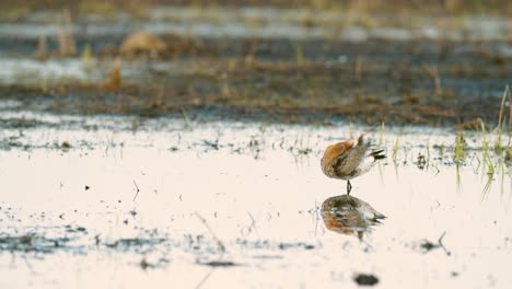 Black-tailed-godwit-during-spring-migration-in-wetlands-flooded-meadow-feeding-and-resting