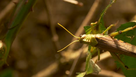 Tracking-shot-of-a-grasshopper-in-motion